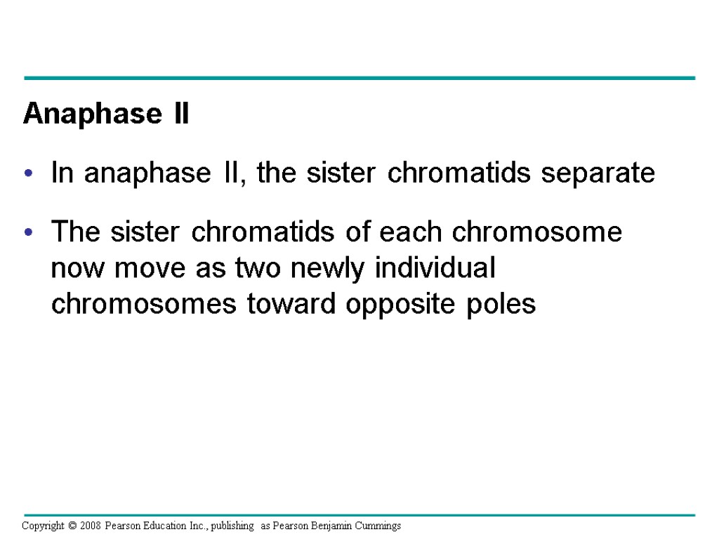 Anaphase II In anaphase II, the sister chromatids separate The sister chromatids of each